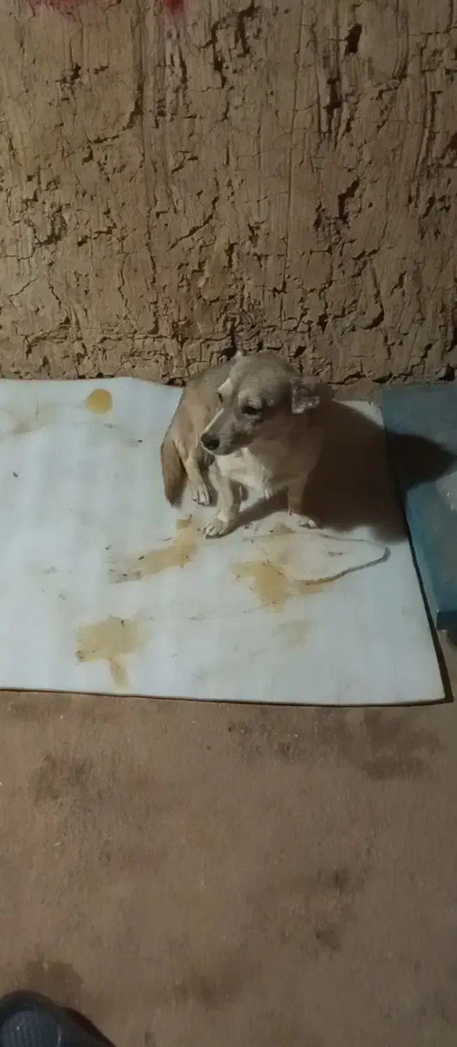 سگ خانگی فروشی خوشگل و حرف گوش کن|سگ|یاسوج, |دیوار