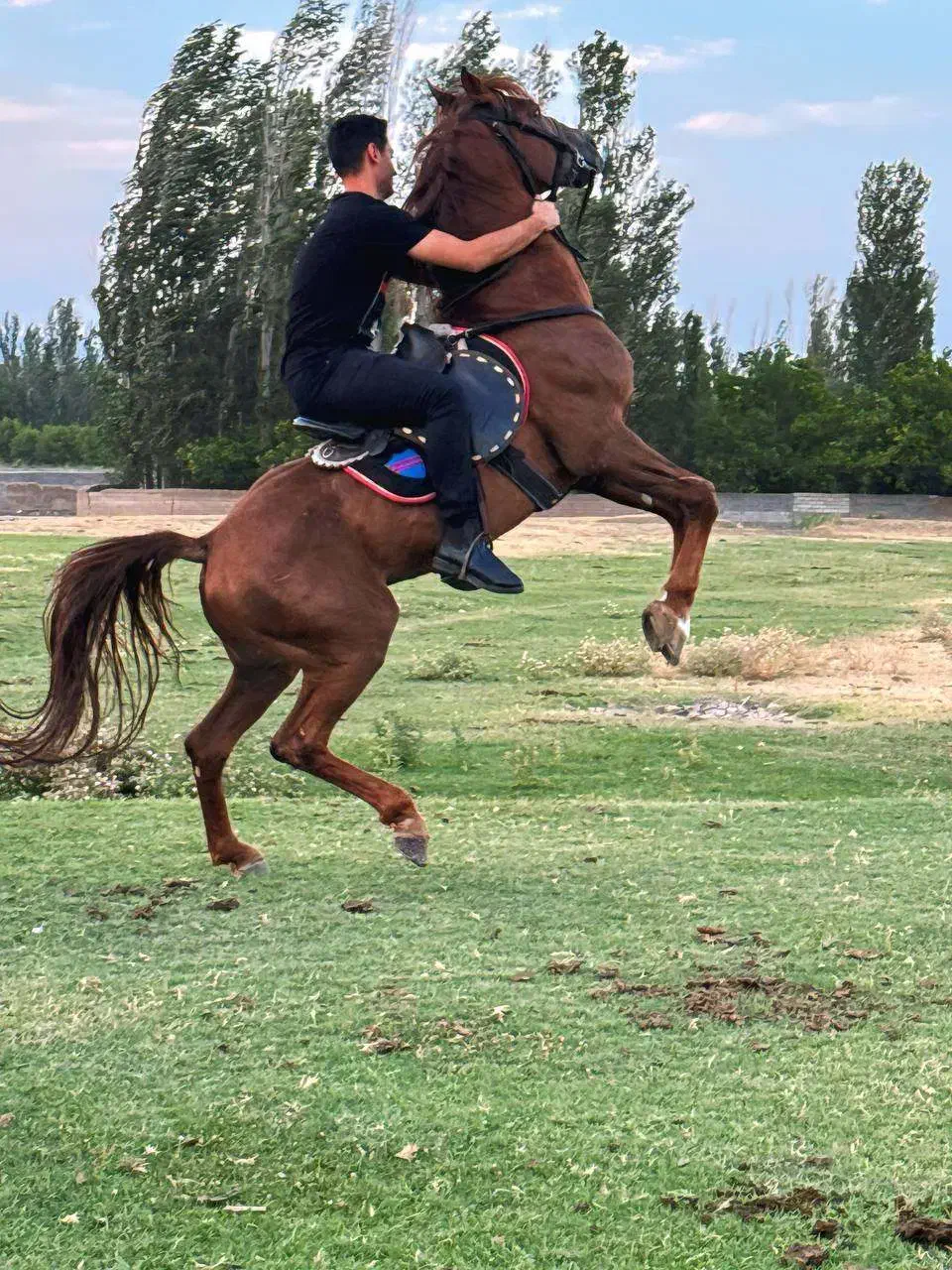 اسب|اسب و تجهیزات اسبسواری|فیرورق, |دیوار