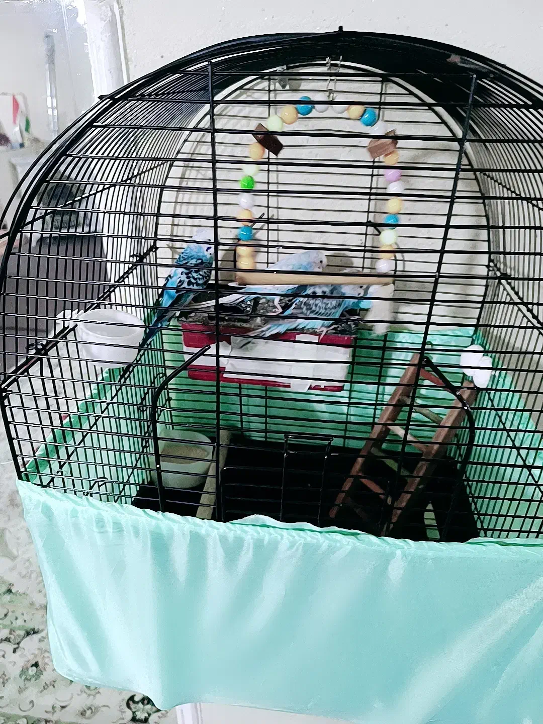 مرغ عشق|پرنده|علی‌آباد کتول, |دیوار