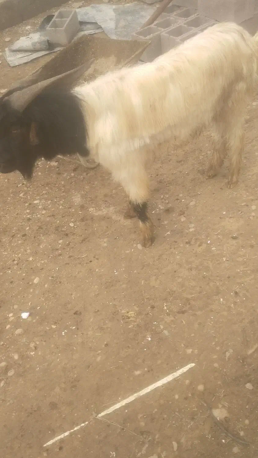 دوبر جوان|حیوانات مزرعه|گتوند, |دیوار