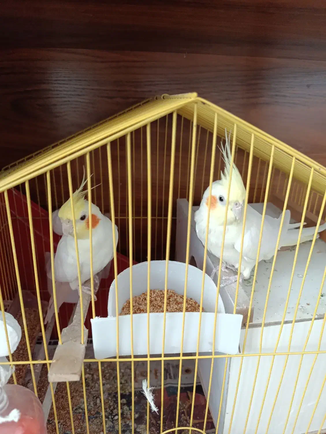 یک جفت عروس هلندی لوتینو چشم شرابی تخم گذار|پرنده|سهند, |دیوار