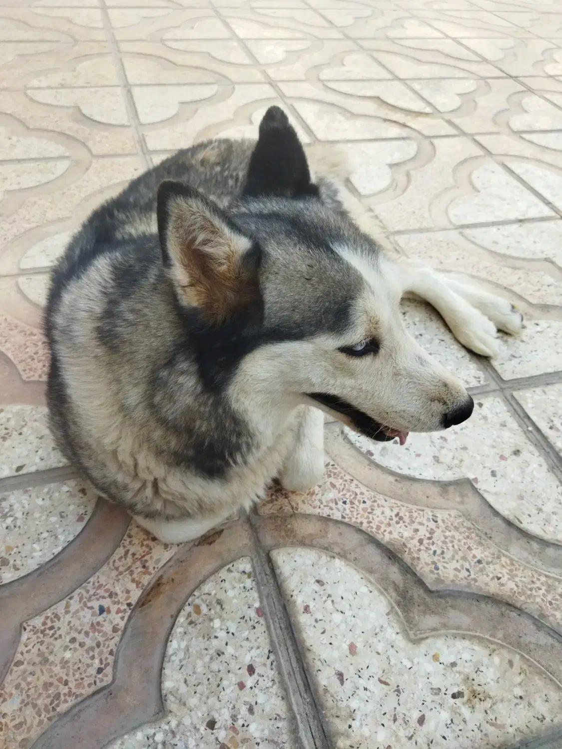 سگ هاسکی|سگ|کرمان, |دیوار