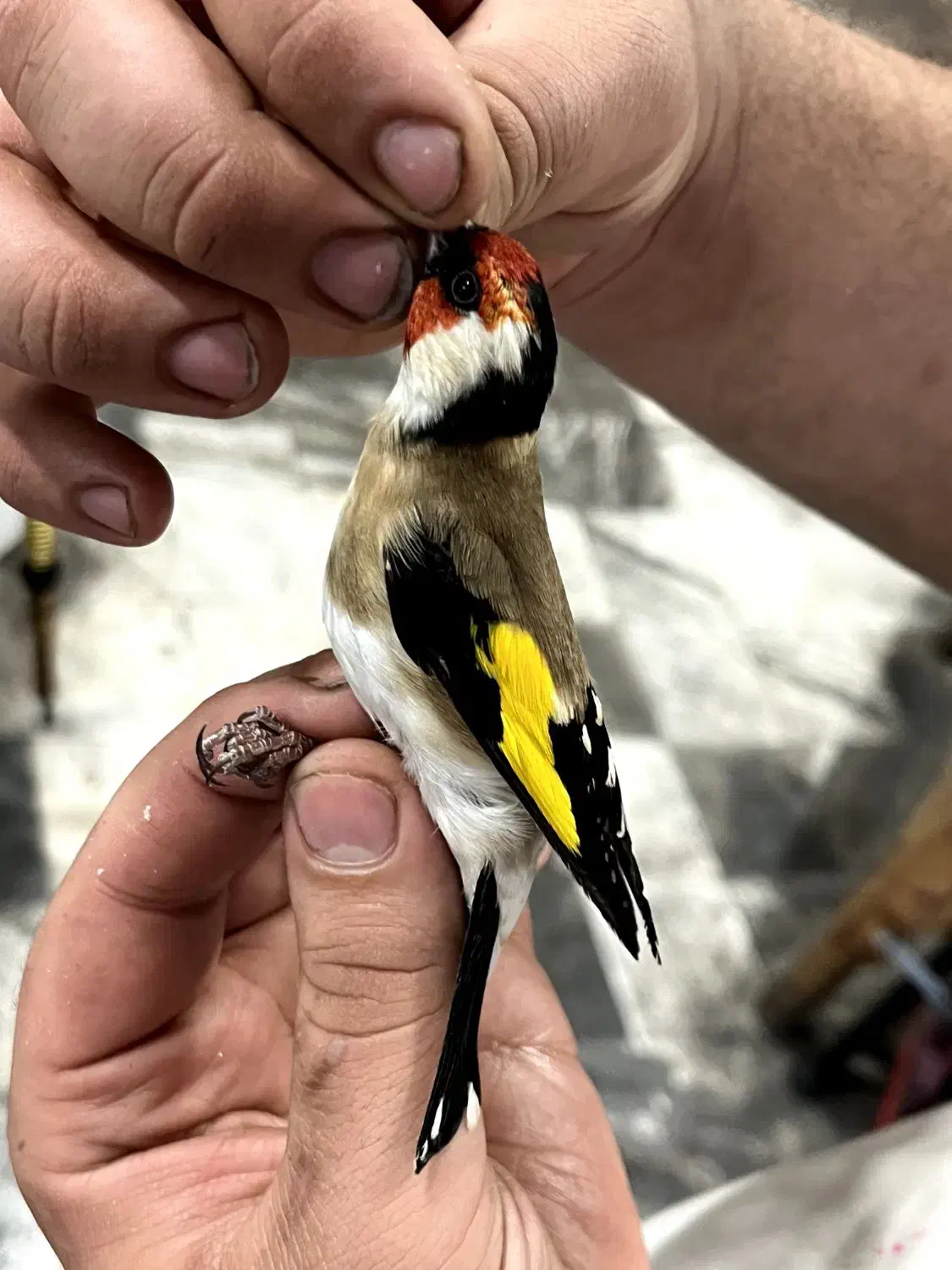 سهره وحش امسال نشون دار|پرنده|اندیمشک, |دیوار