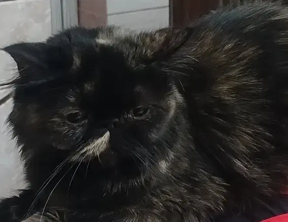 سوپرفلت ماده اساله|گربه|اردبیل, |دیوار