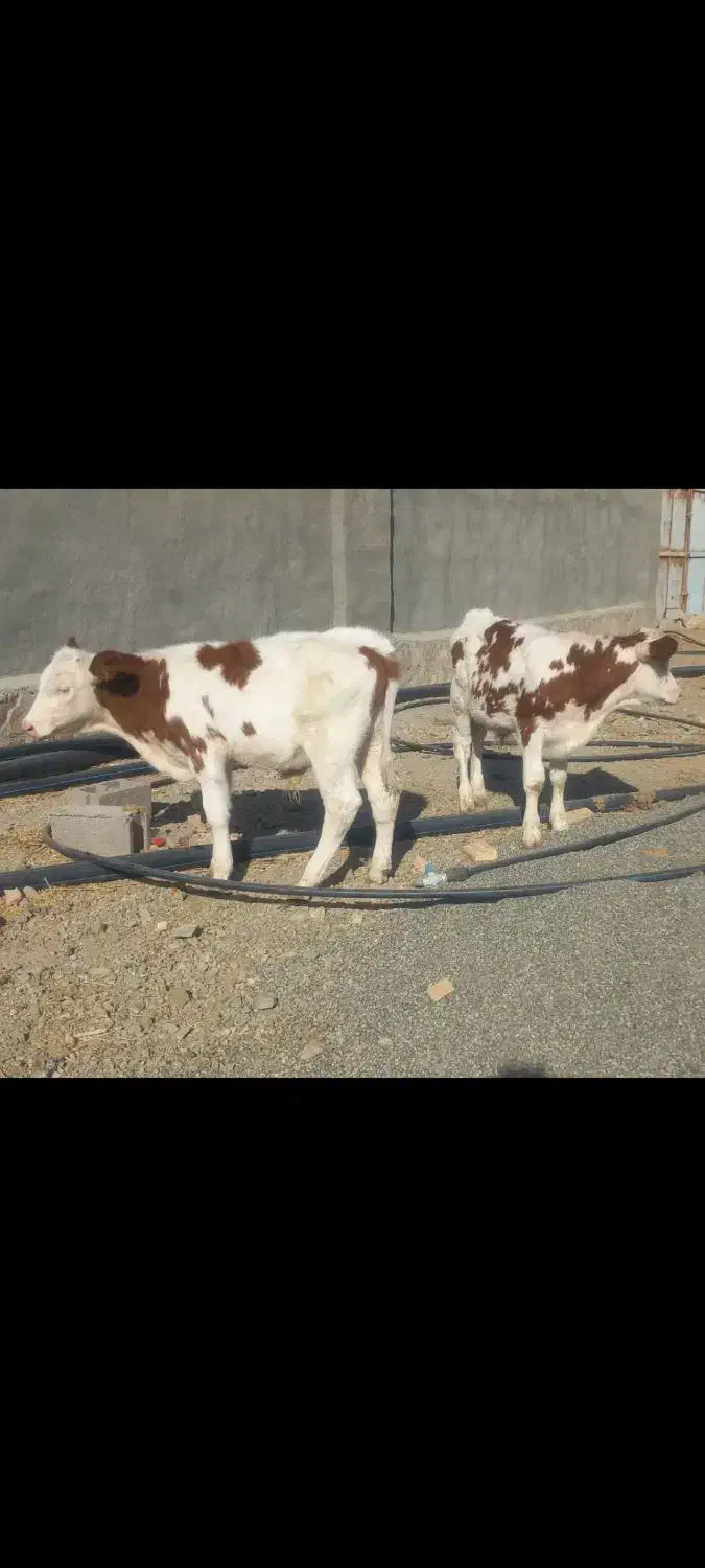 گوساله پرواری|حیوانات مزرعه|باشتین, |دیوار