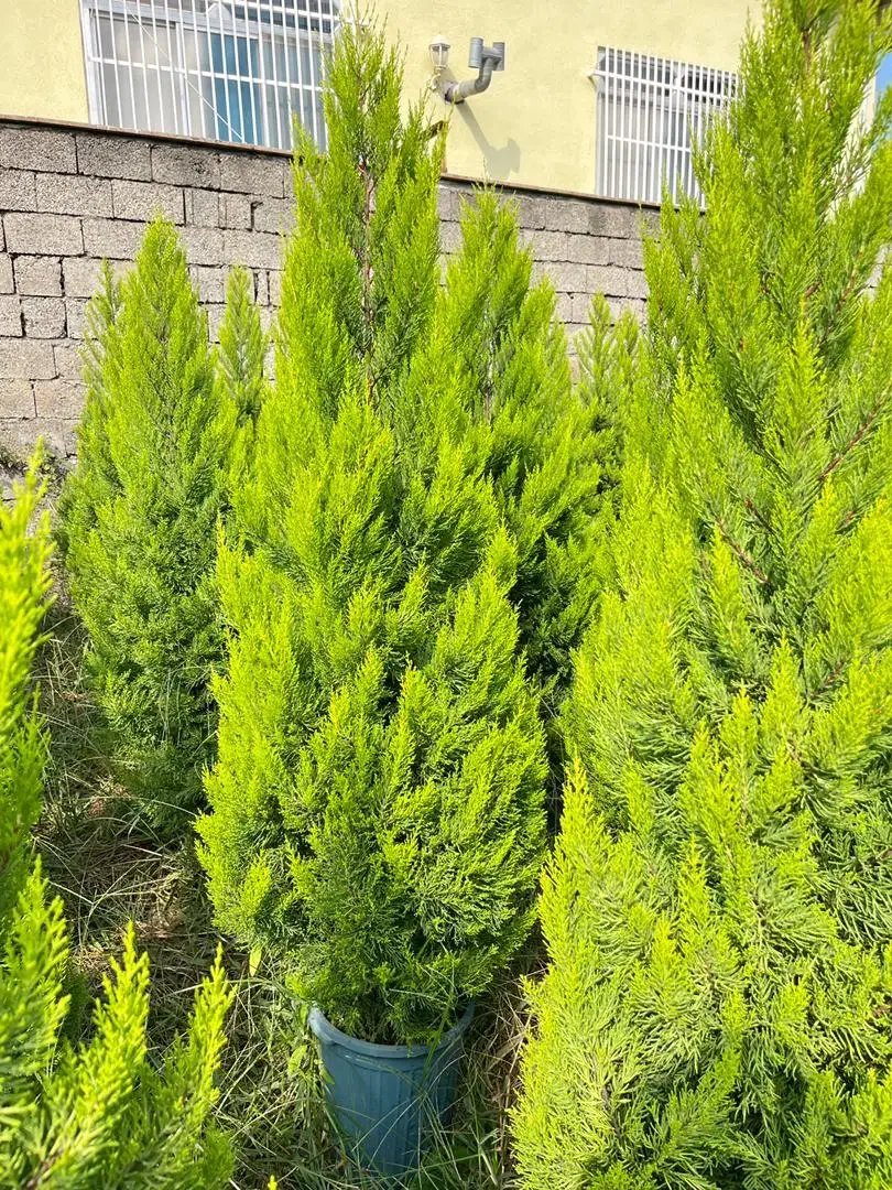 فروش لاوسون گلدانهای 12ونیمه|گل و گیاه طبیعی|چابکسر, |دیوار