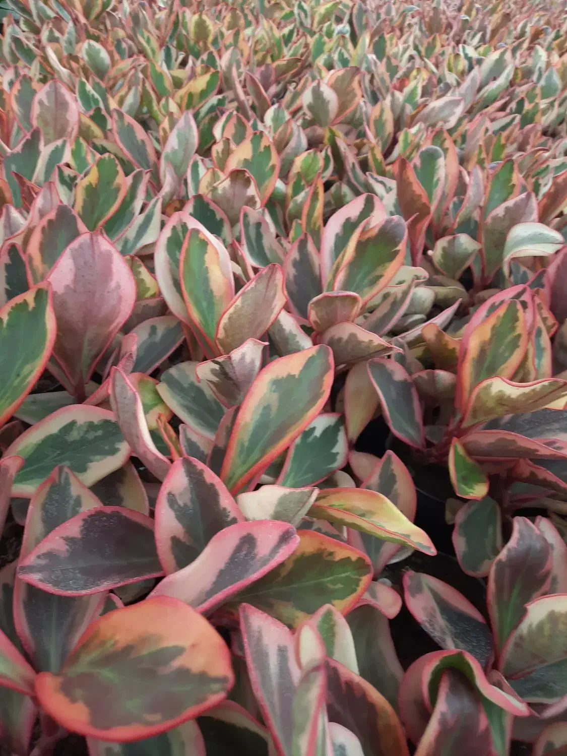 قاشقی لب ماتیکی|گل و گیاه طبیعی|محلات, |دیوار