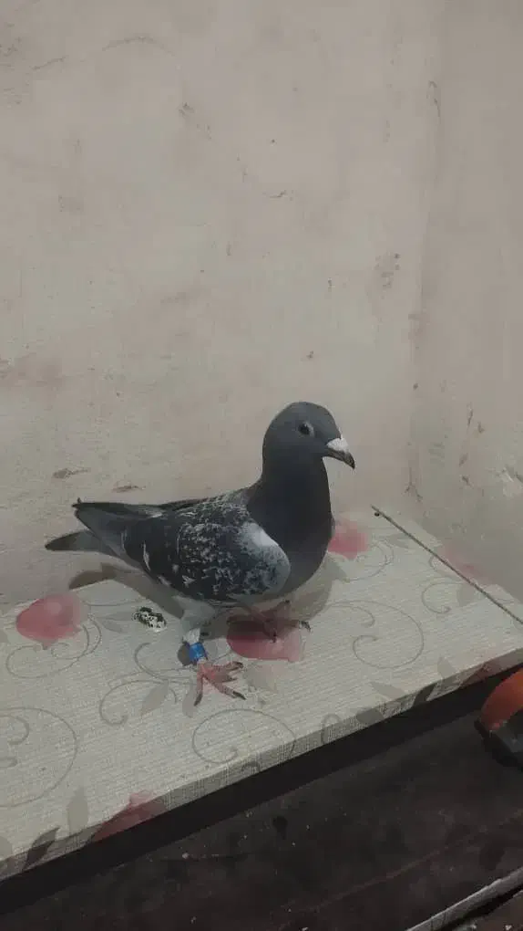 پلاکی|حیوانات|خرم‌آباد, |دیوار