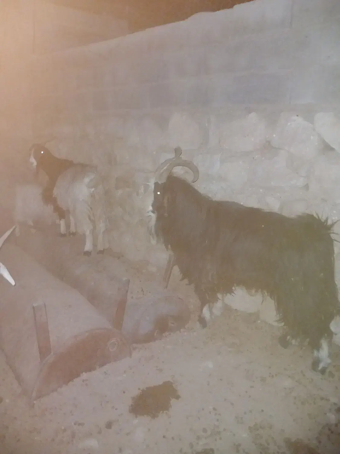 پاژن جوان وهشت راس میش|حیوانات مزرعه|راهگان, |دیوار