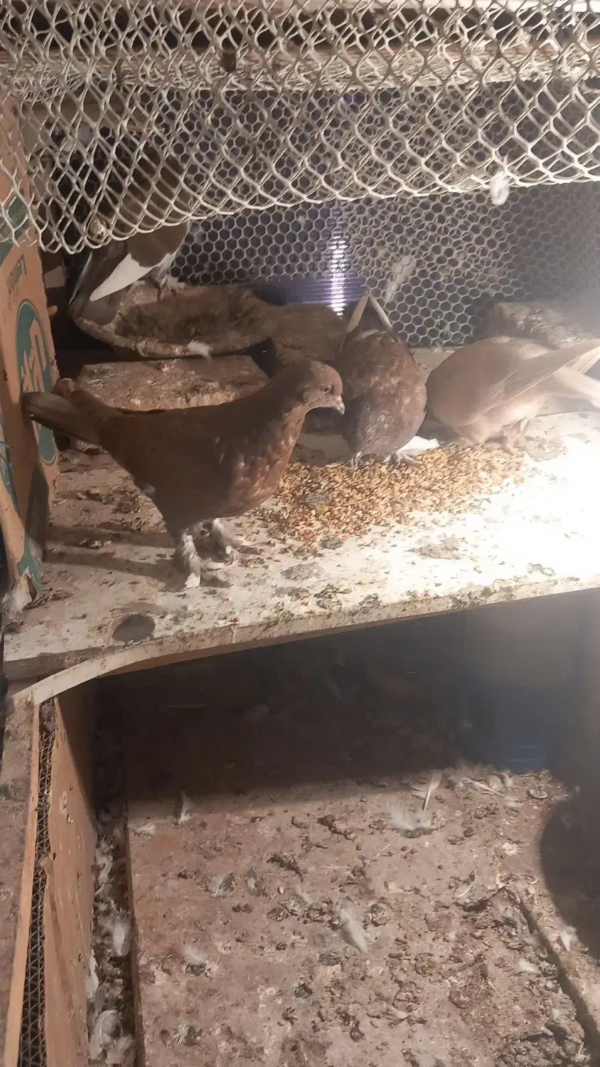 کبوتر سسلی|پرنده|سیلوانه, |دیوار