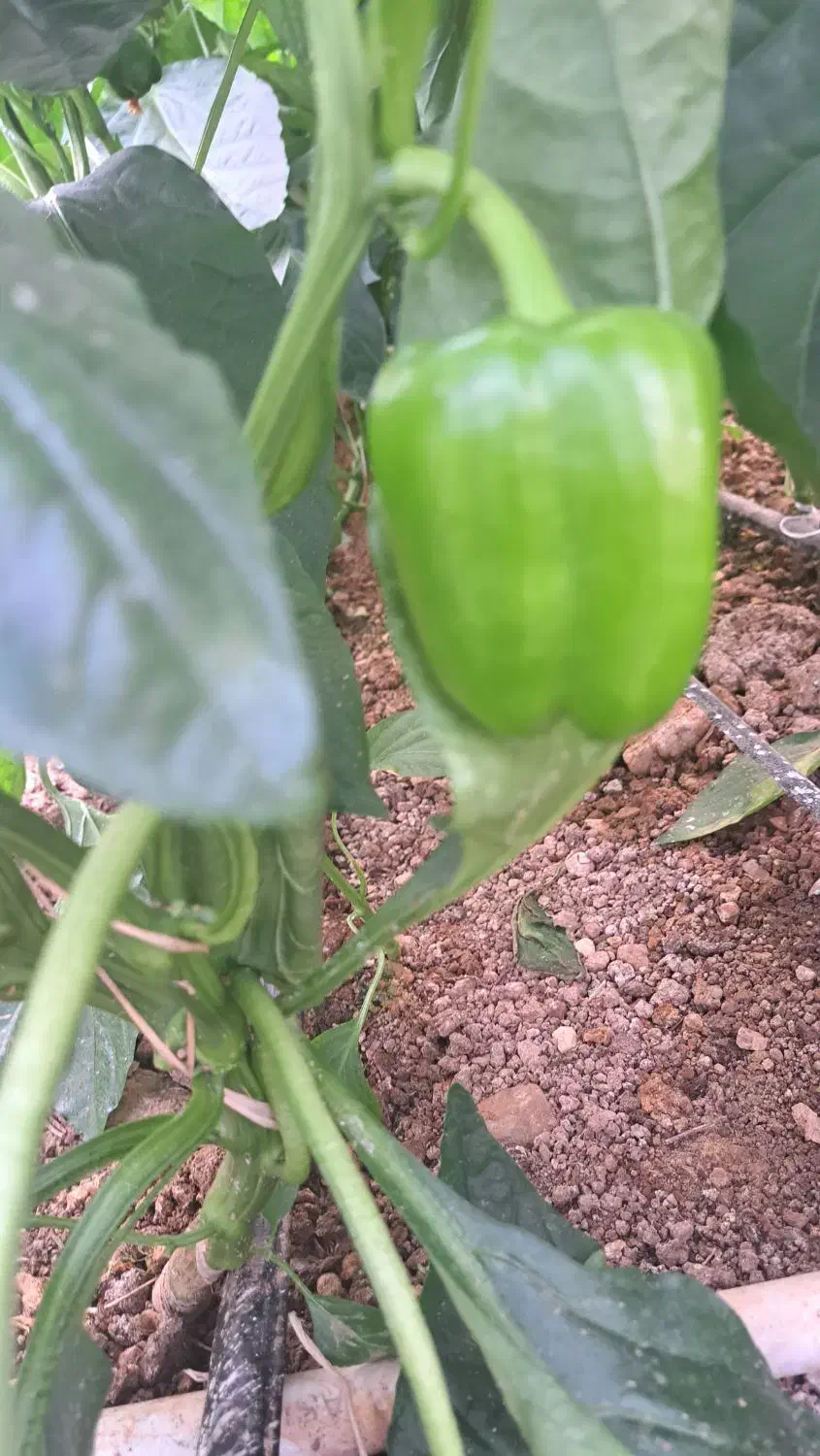 کارگر  گلخانه|استخدام صنعتی، فنی، مهندسی|لالجین, |دیوار