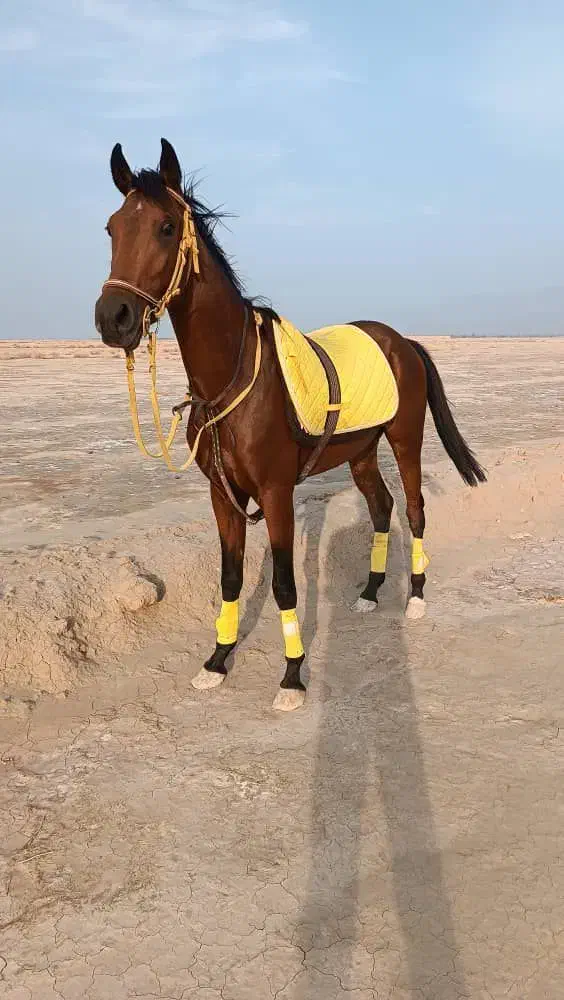 اسب کورسی|اسب و تجهیزات اسب‌سواری|کهنوج, |دیوار