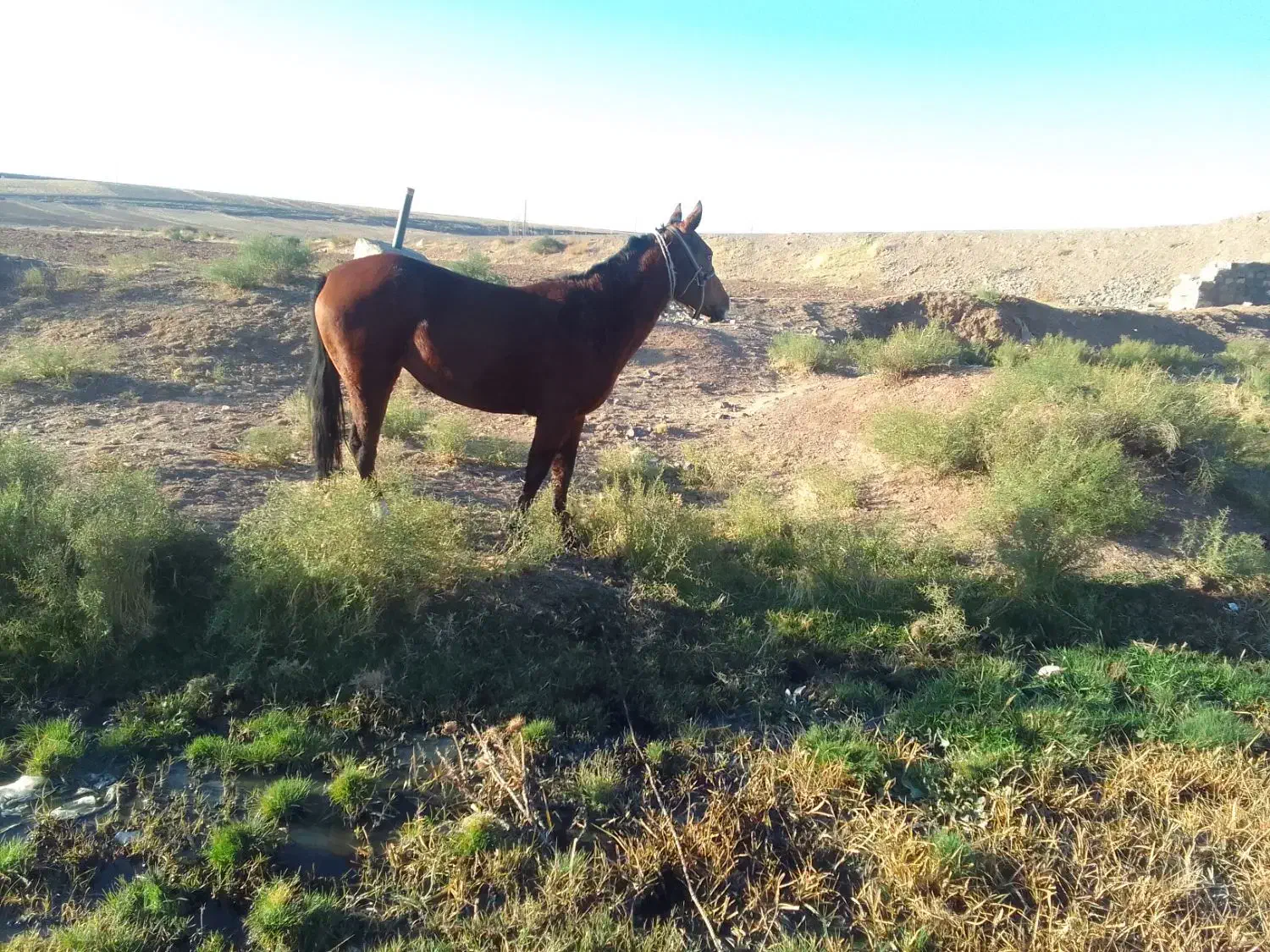 اسب|حیوانات مزرعه|هریس, |دیوار