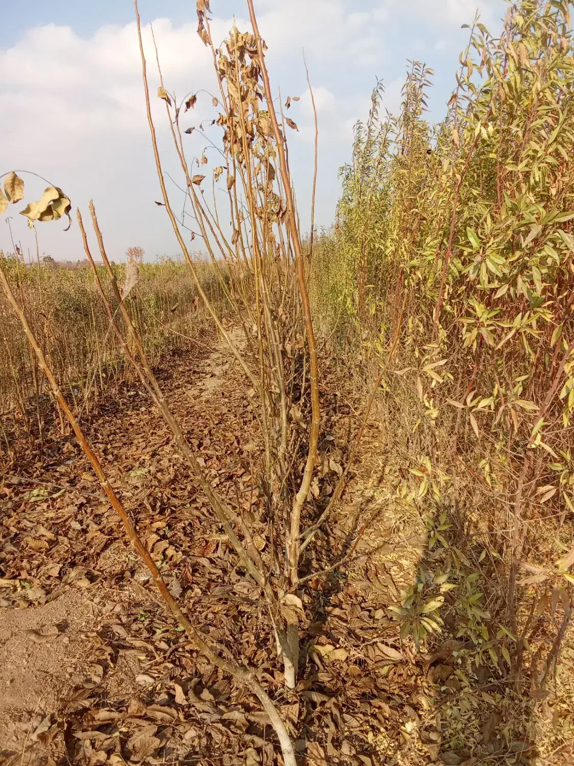 فروش نهال آقای رحمانی با20سال سابقه|خدمات باغبانی و درختکاری|محمدیه-قزوین, |دیوار