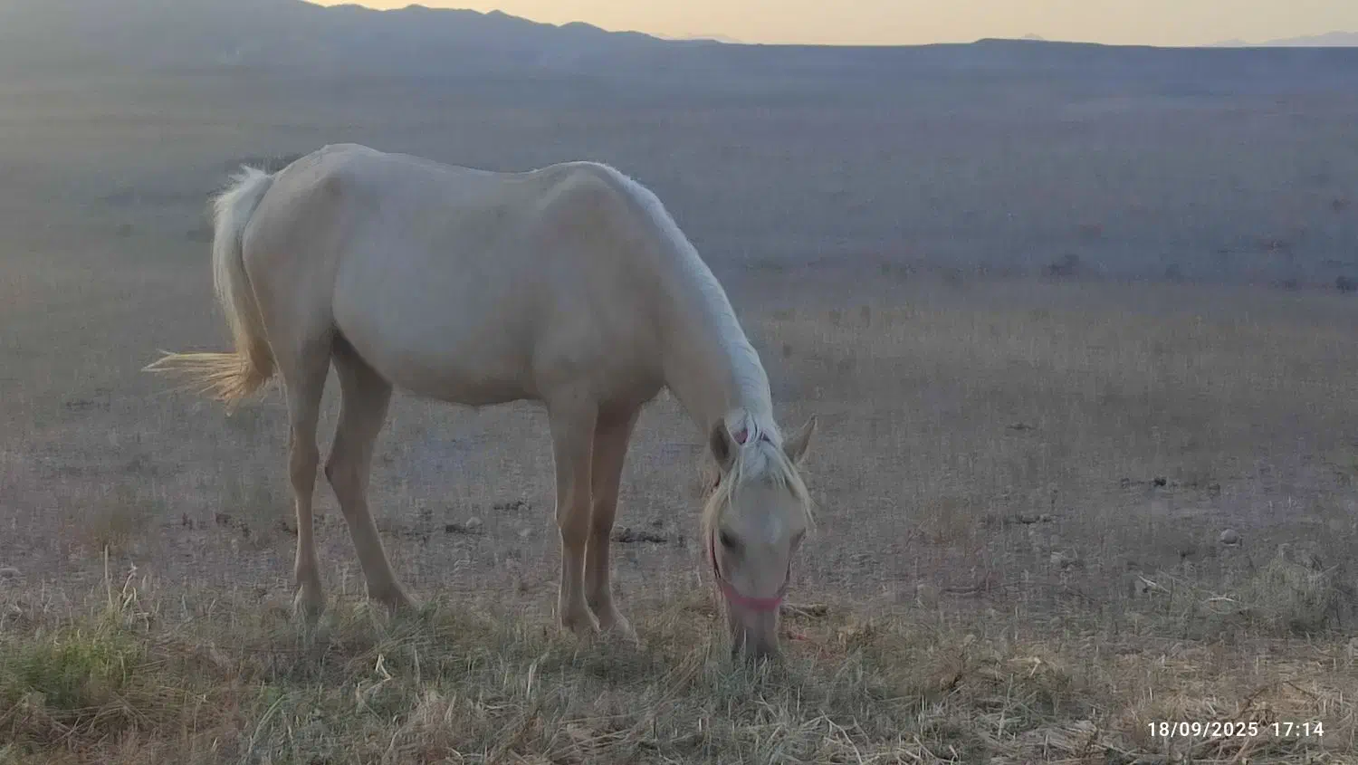 مادیون ۴ ب ۵|اسب و تجهیزات اسب‌سواری|درگز, |دیوار