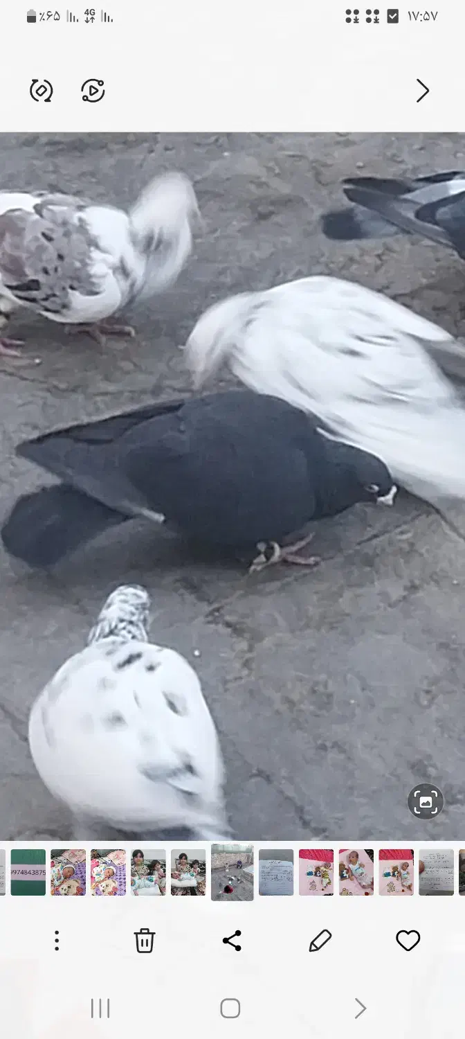 کفتر زاغ گم شده|حیوانات|مشهد, طبرسی شمالی|دیوار