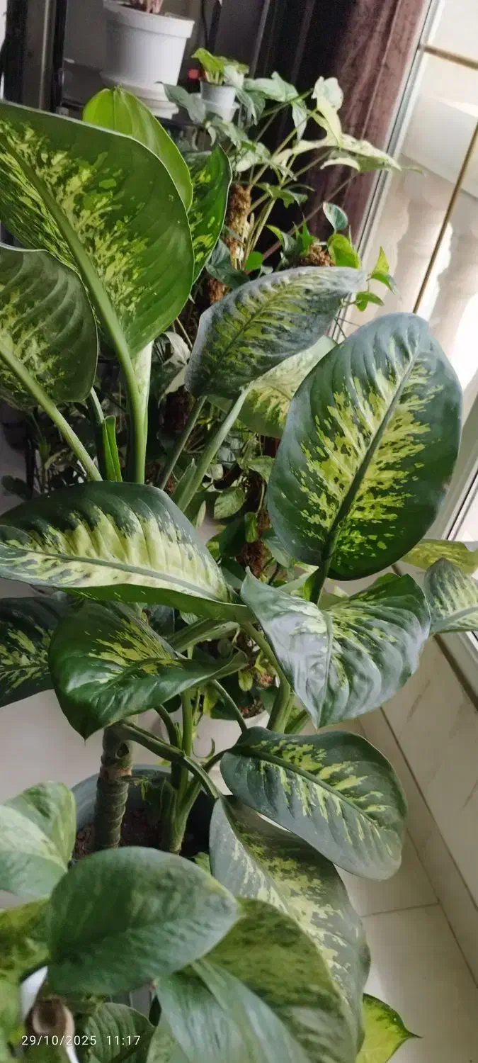 دیفن باخیا سه بوته|گل و گیاه طبیعی|خمام, |دیوار