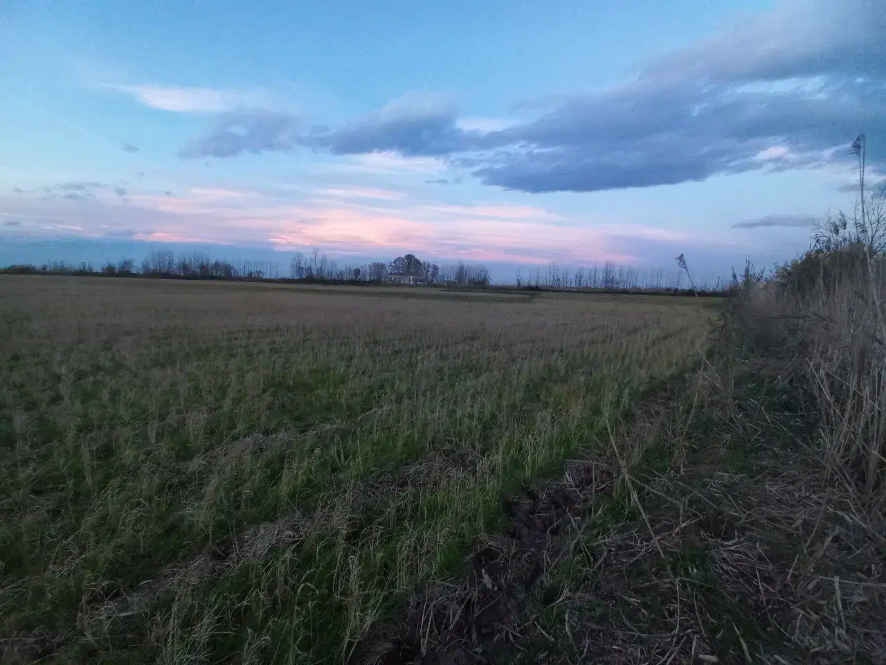 زمین زراعی مزرعه|فروش دفتر صنعتی، کشاورزی، تجاری|لنگرود, |دیوار