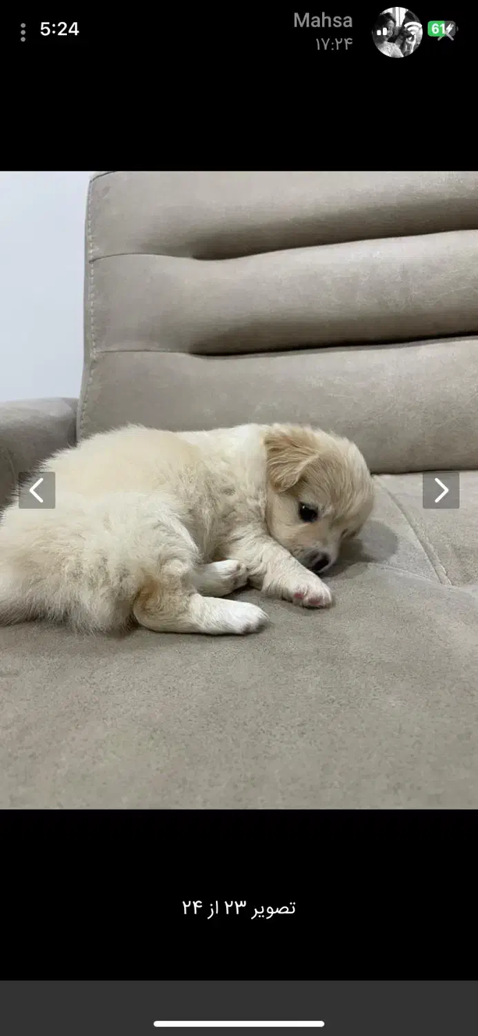 پامر اشپیتز|سگ|رشت, گلسار|دیوار