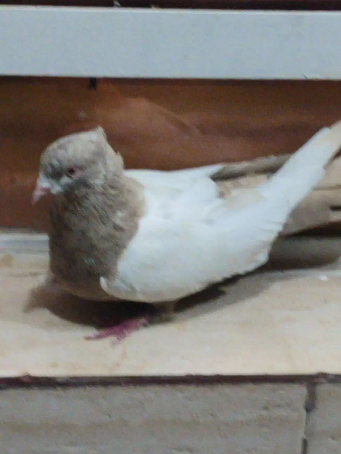 سینه ای|پرنده|باشت, |دیوار