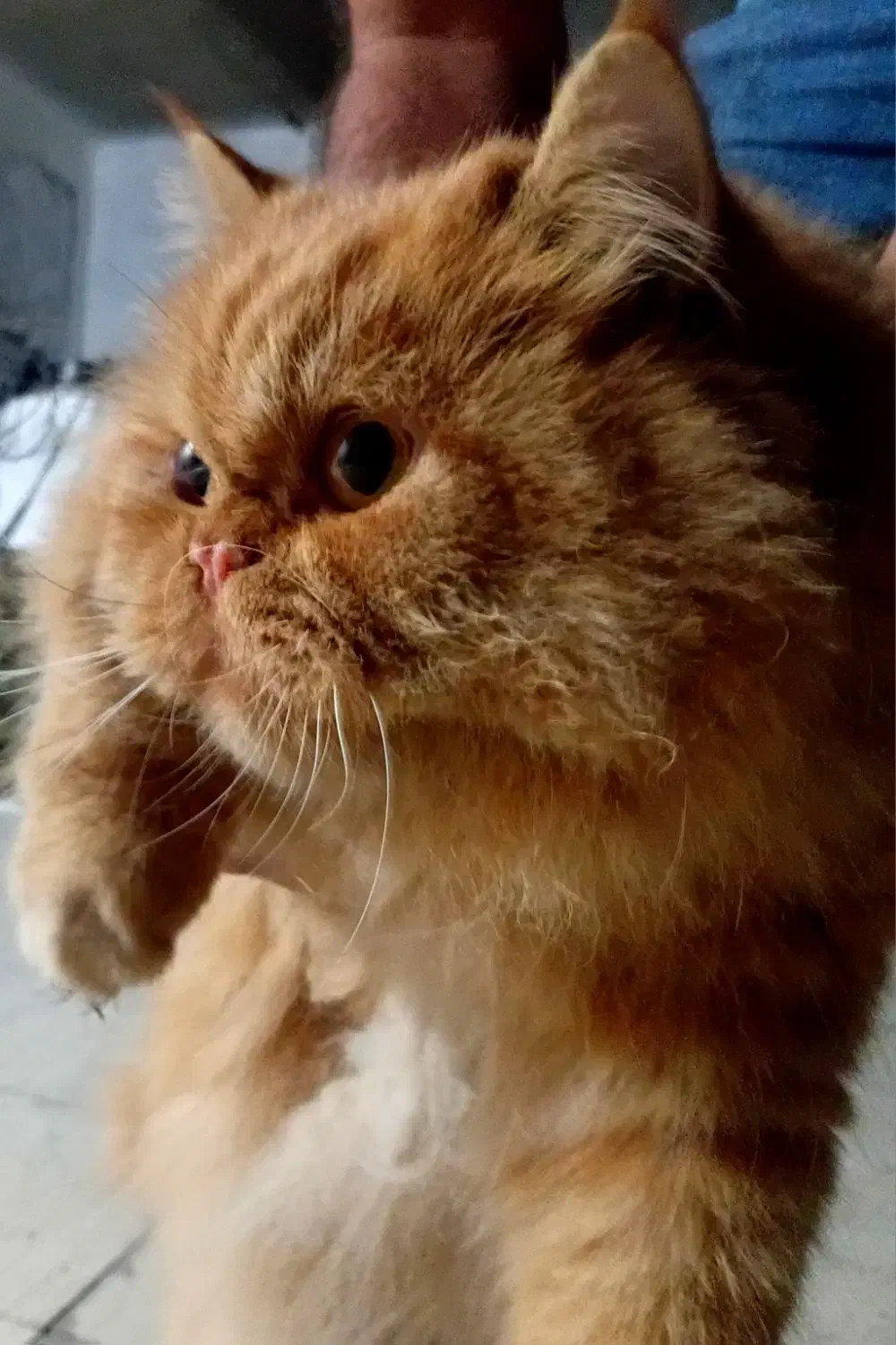 گربه پرشین|گربه|بندرعباس, |دیوار