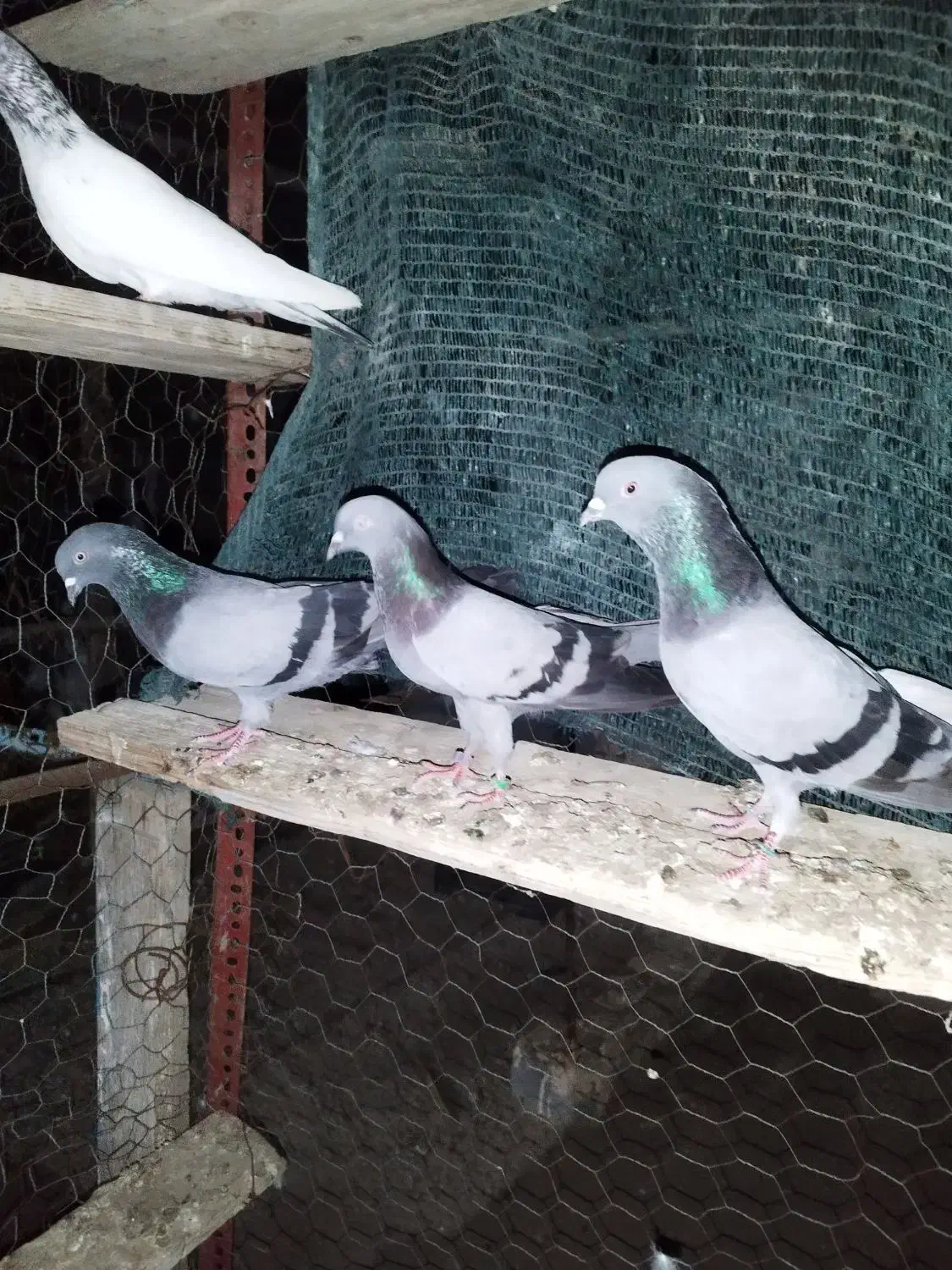 سه عدد سبز پاکستانی درجه یک|پرنده|میناب, |دیوار