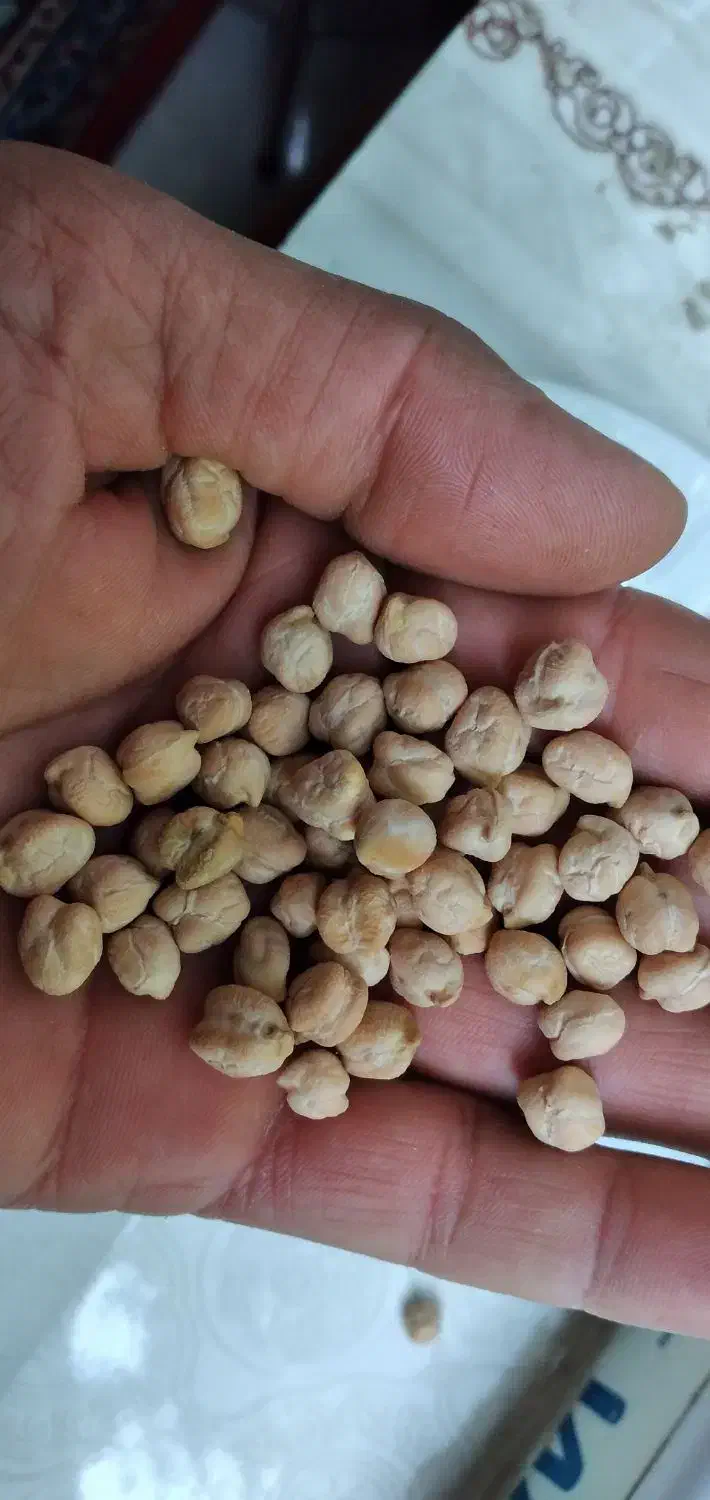 نخوددرجه یک برداشت امسال|خوردنی و آشامیدنی|بهار, |دیوار