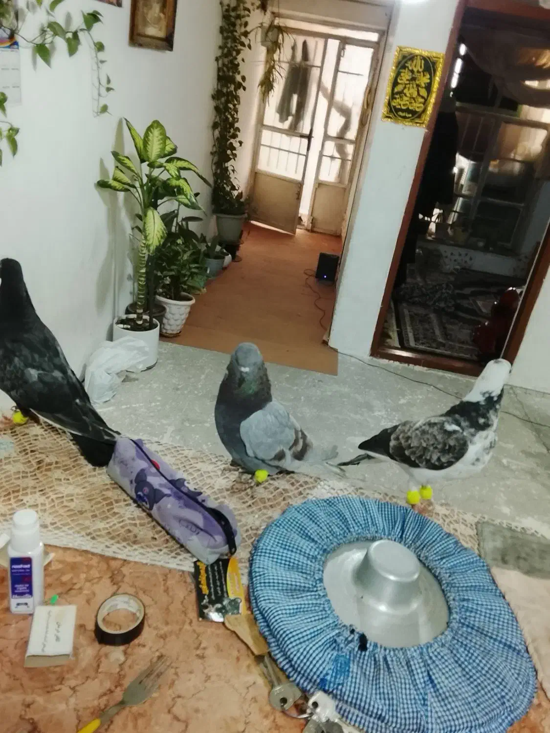 کفتر پرشی|حیوانات|مشهد, موعود|دیوار