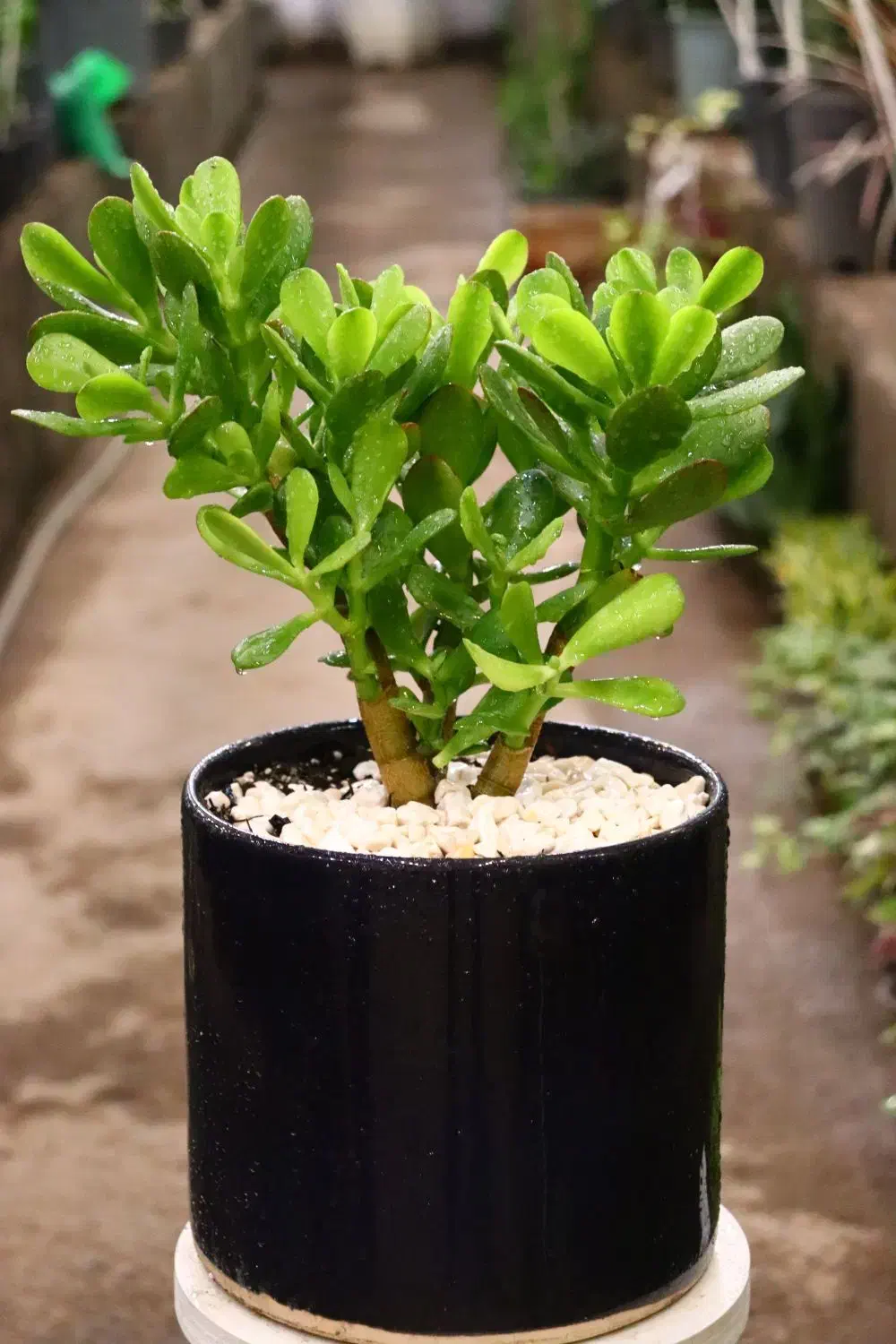 گیاه ثروت با گلدان سرامیکی|گل و گیاه طبیعی|مشهد, نیروی هوایی|دیوار