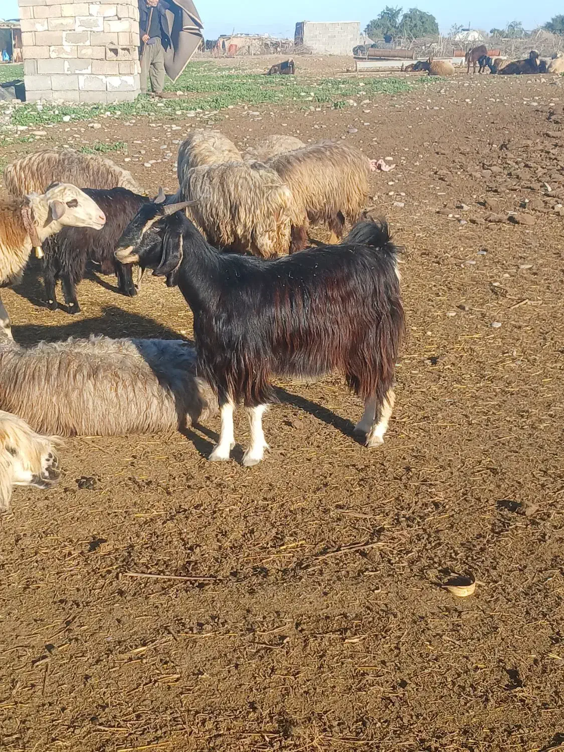 دو راس بز چپر|حیوانات مزرعه|دزفول, |دیوار