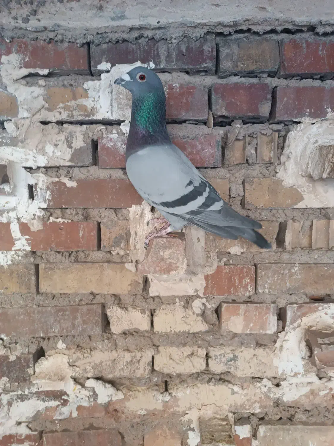 پرنده|پرنده|مسجد سلیمان, |دیوار