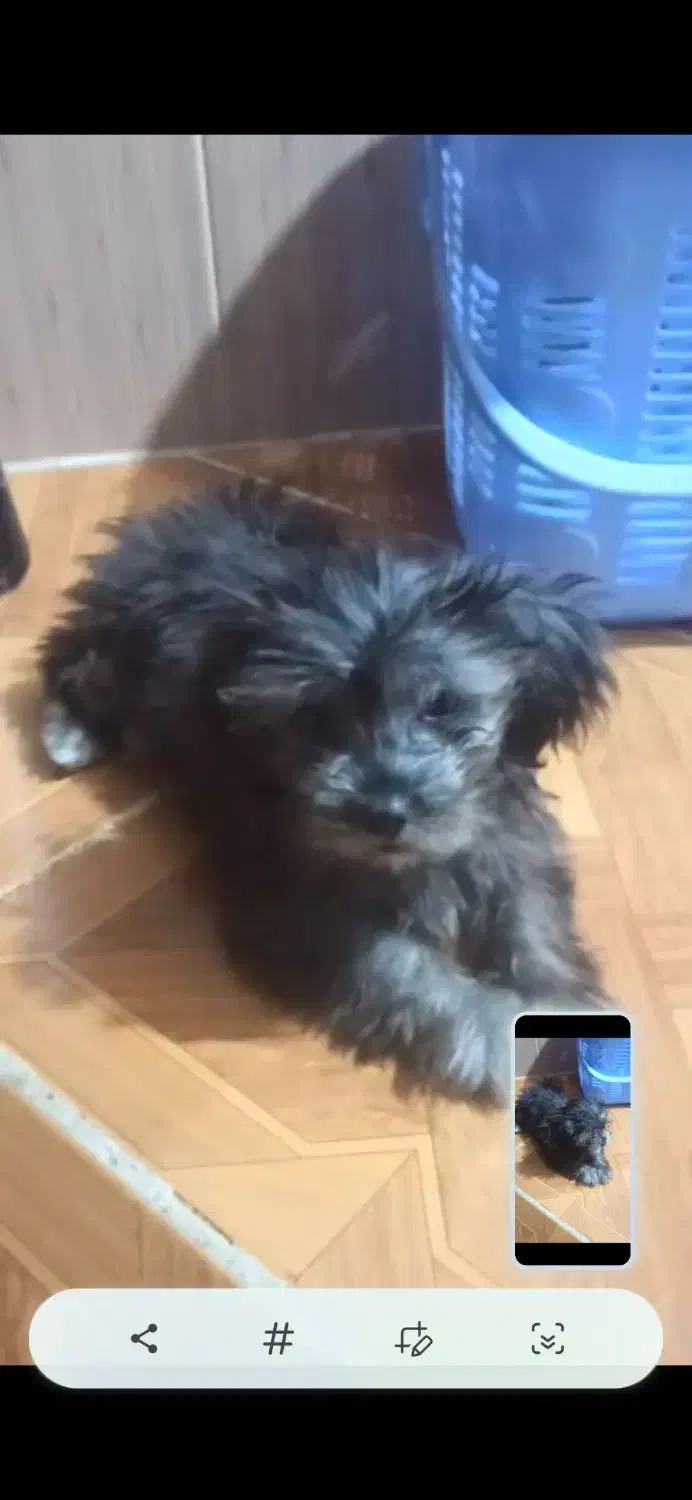 واگذاری سگ|سگ|شوشتر, |دیوار