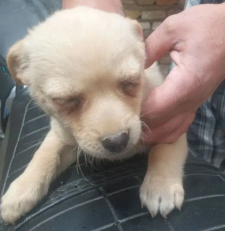 تول|سگ|ملایر, |دیوار