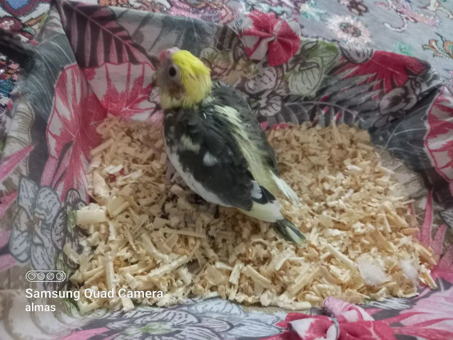 عروس هلندی|پرنده|قم, علی آباد سعدگان|دیوار