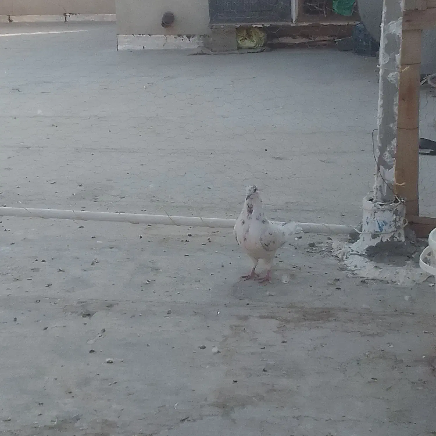 کبوتر کله خالدار|پرنده|نجفآباد, یزدانشهر|دیوار