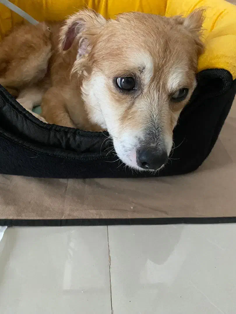 سگ آشپیتز ماده|سگ|رشت, گلسار|دیوار