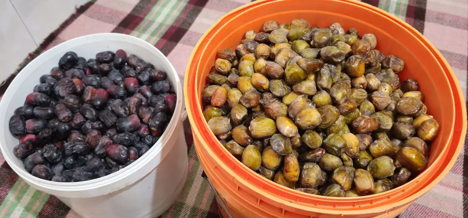 خرما رو مستقیم از باغ دار خرید کنید|خوردنی و آشامیدنی|شیراز, شهرک برق|دیوار