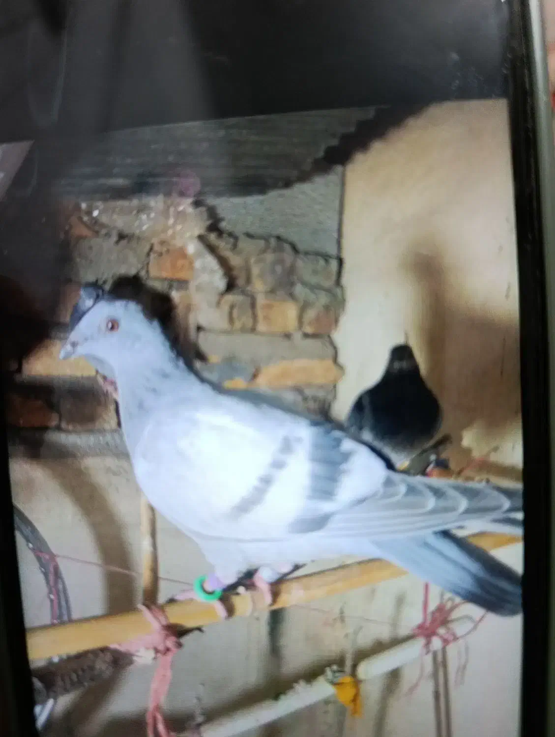 کفتر گمشده|پرنده|کوهسار (البرز), |دیوار