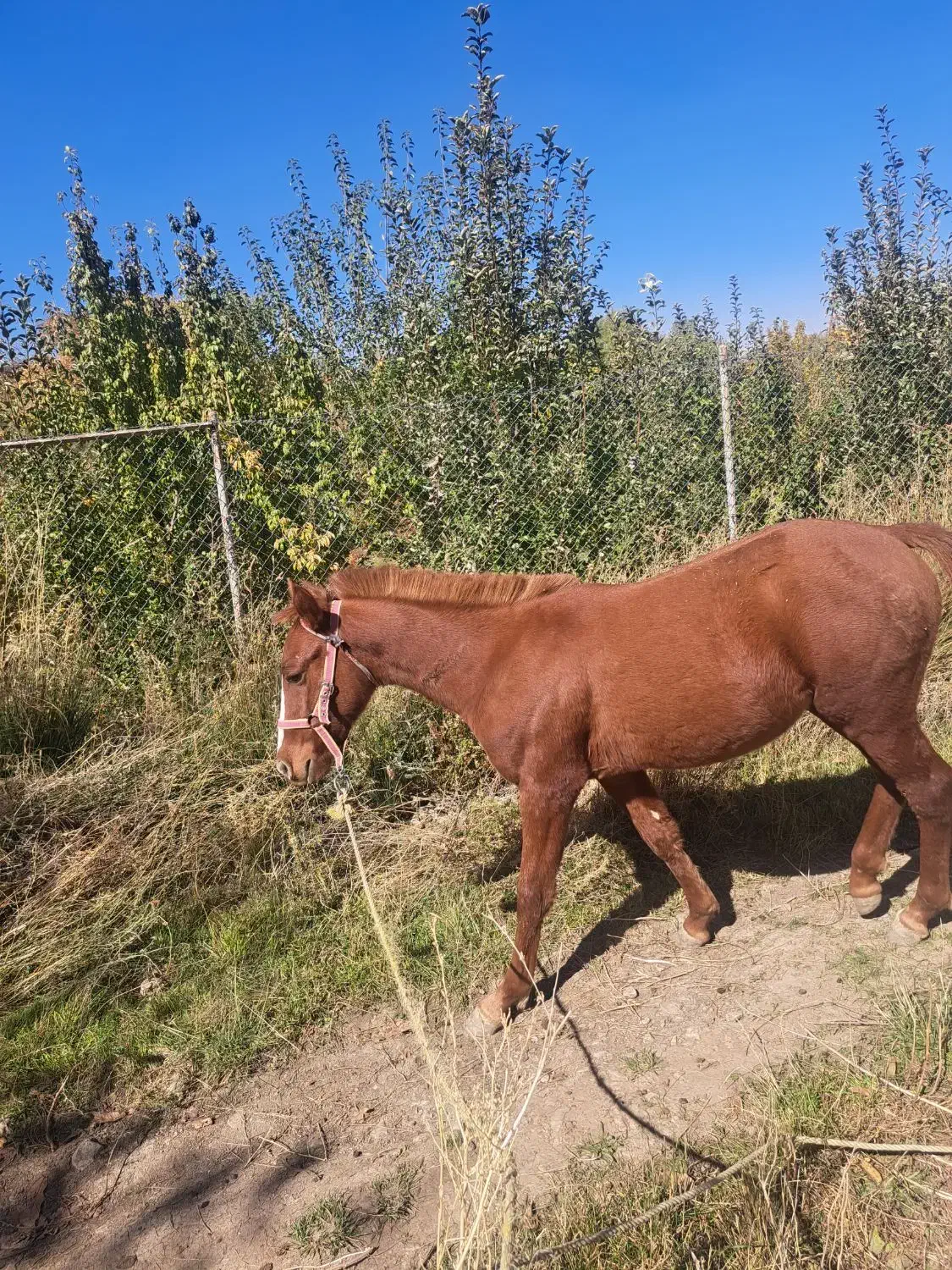 کره نریان ده ماهه|حیوانات مزرعه|بلداجی, |دیوار
