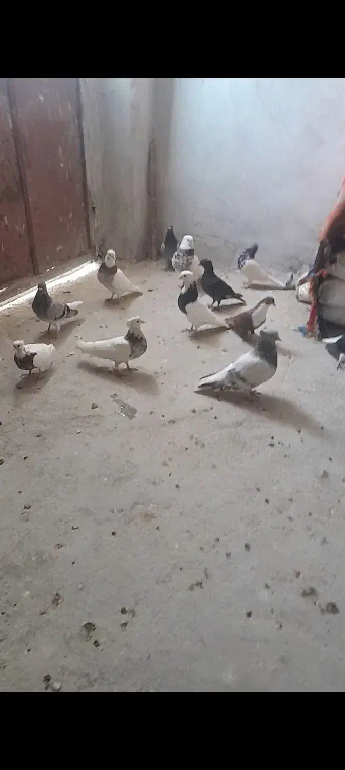 کبوتر رنگی درجه یک|پرنده|آبپخش, |دیوار