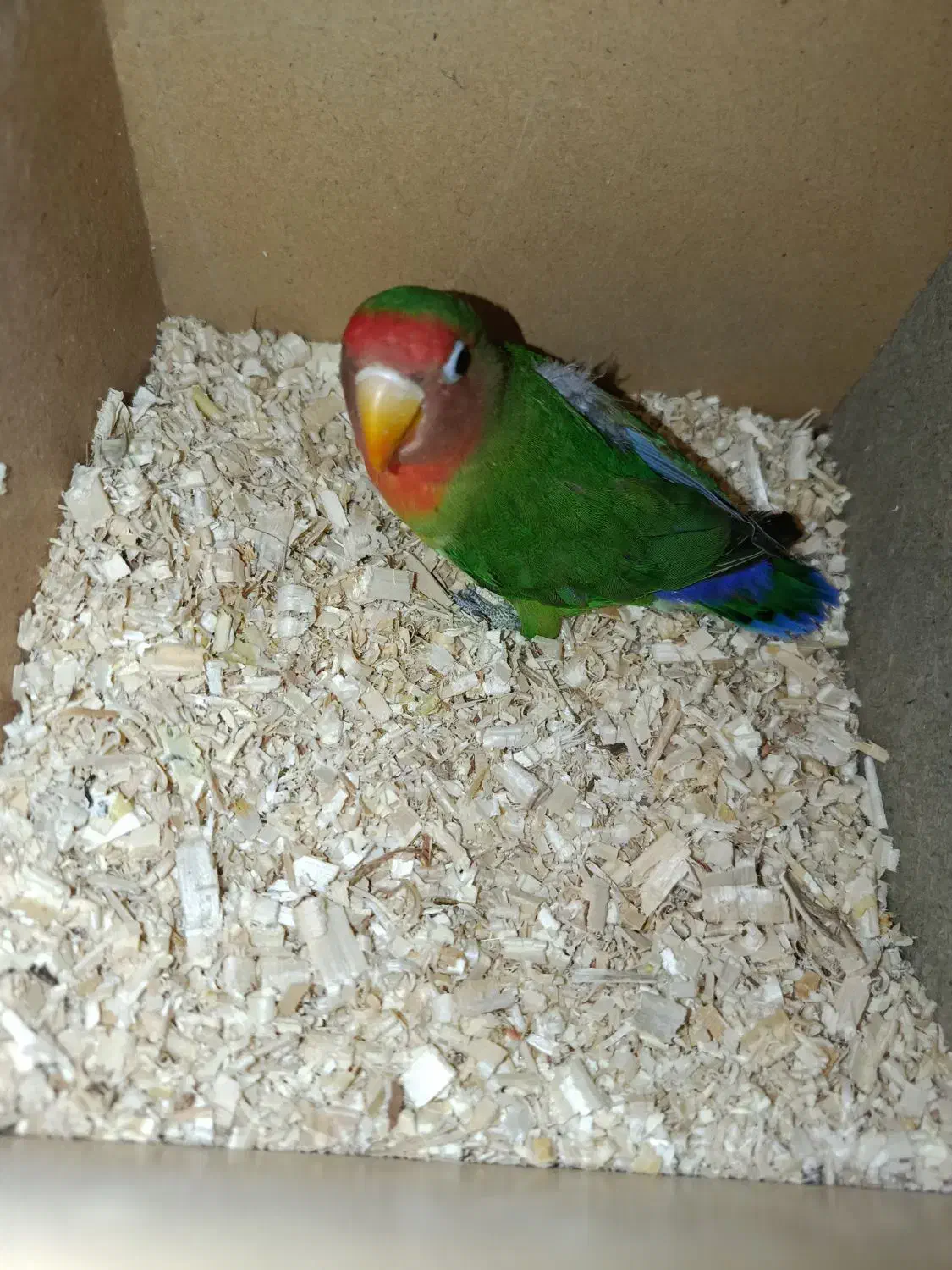 طوطی برزیلی|پرنده|رامشیر, |دیوار