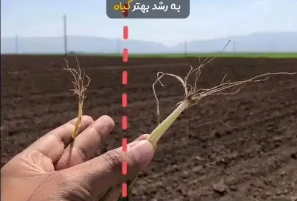 کود مخصوص بذرمال / تضمین برداشت بیشتر|گل و گیاه طبیعی|تهران, چیتگر جنوبی|دیوار