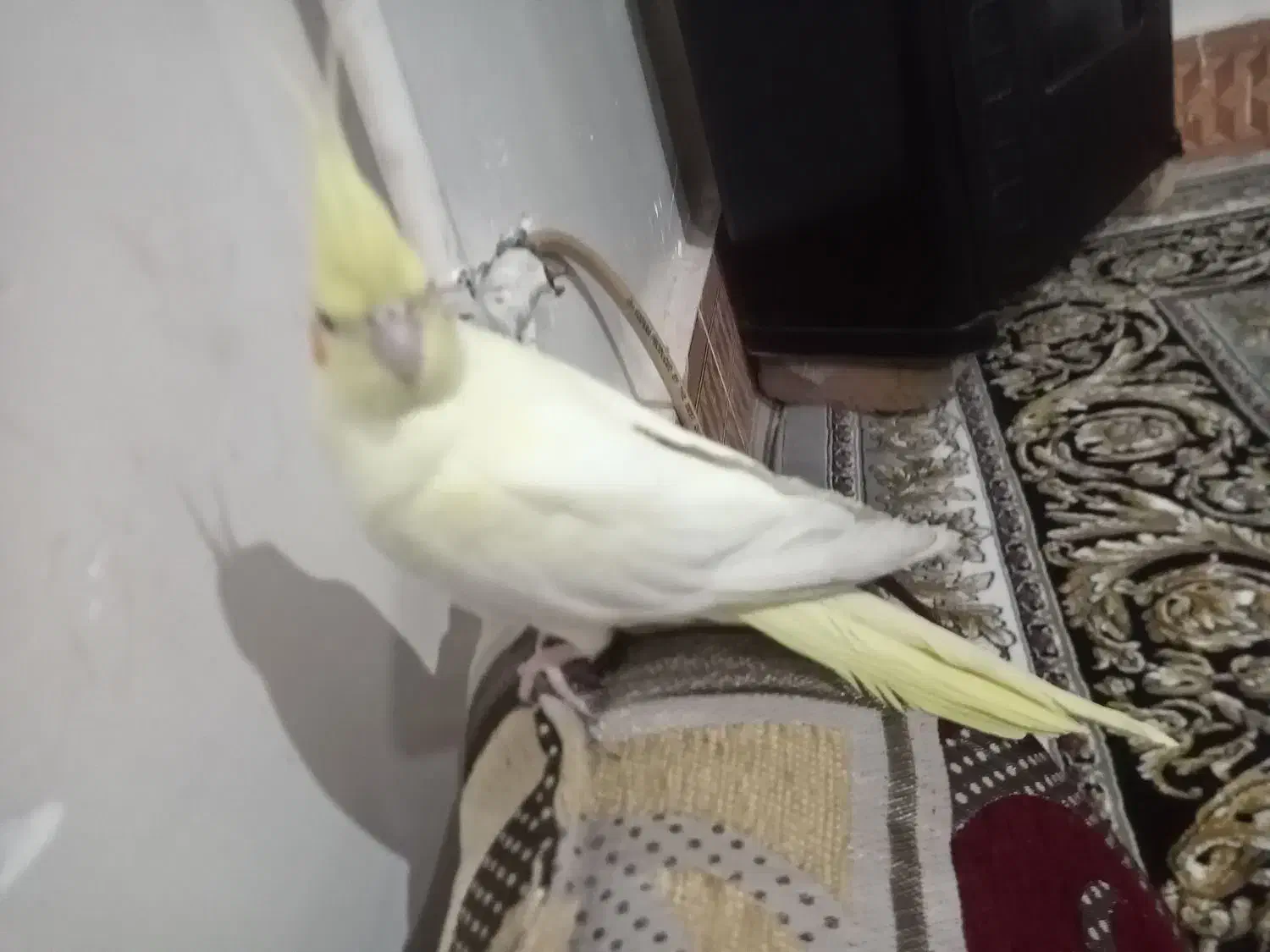 عروس هلندی نر جوان و سالم|پرنده|تربت جام, میان جام|دیوار