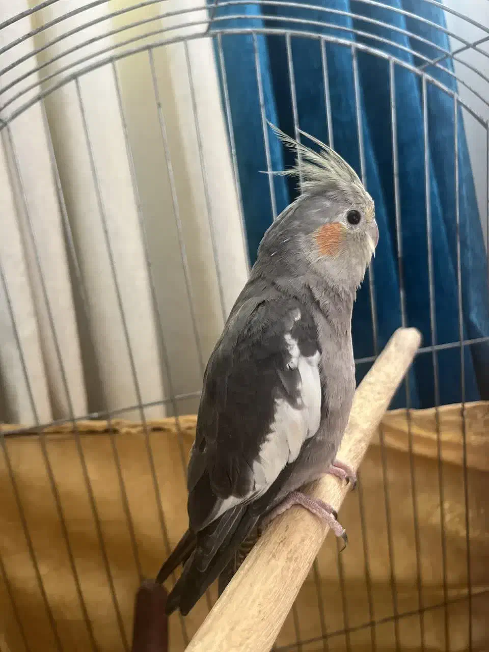 طوطی عروس نر|پرنده|سرخرود, |دیوار