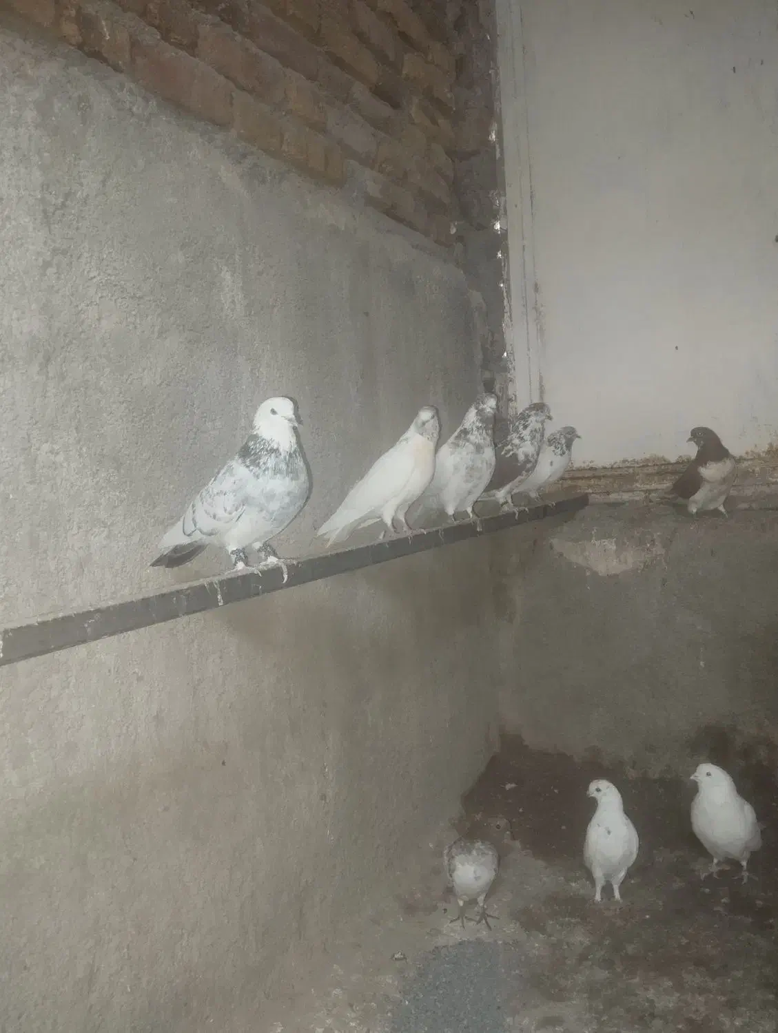 کبوتر گمشده گله دار گرگی قرمز هرکس گرفته خریدارم|پرنده|کامیاران, |دیوار