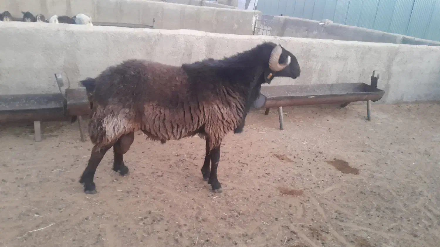 قوچ داشتی|حیوانات مزرعه|شیراز, علی آباد|دیوار
