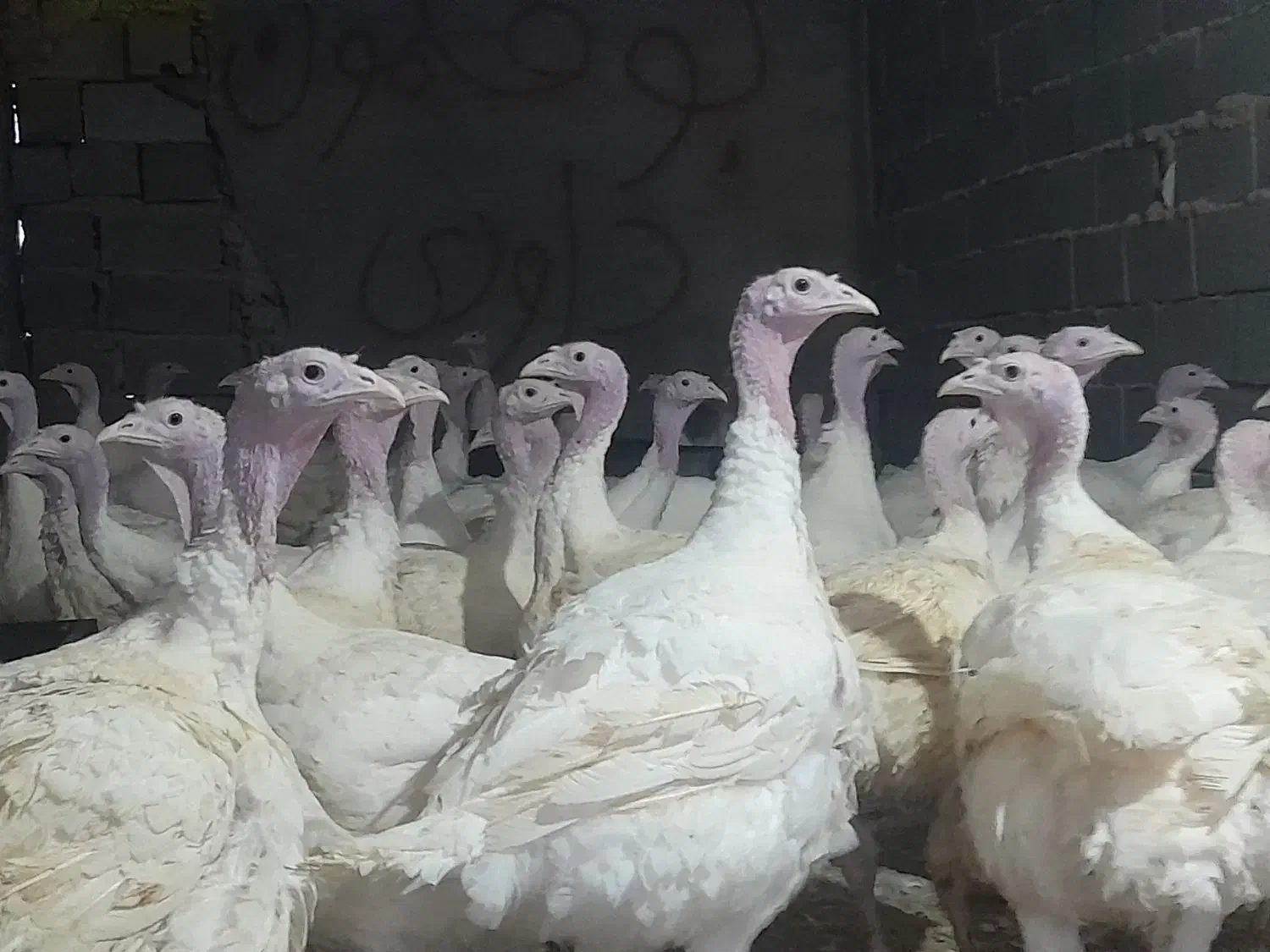 بوقلمون زنده وگوشت بوقلمون|حیوانات مزرعه|شباب, |دیوار