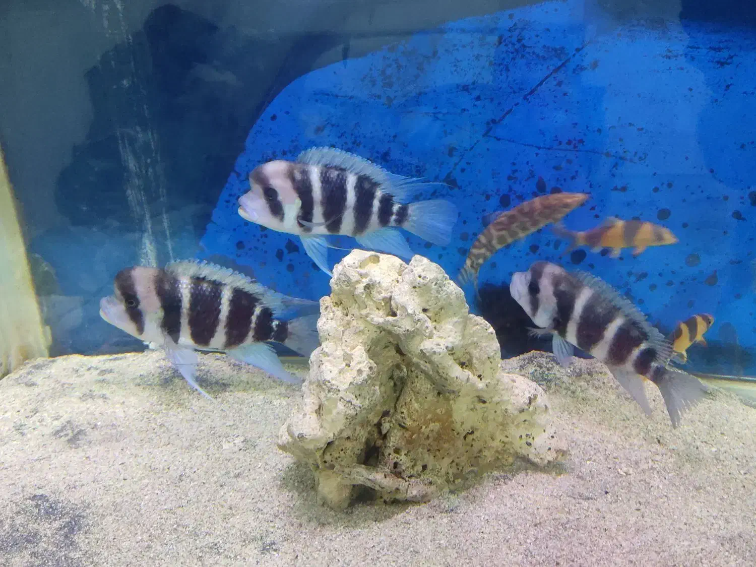 ماهی فرانتوزا|ماهی|رودهن, |دیوار