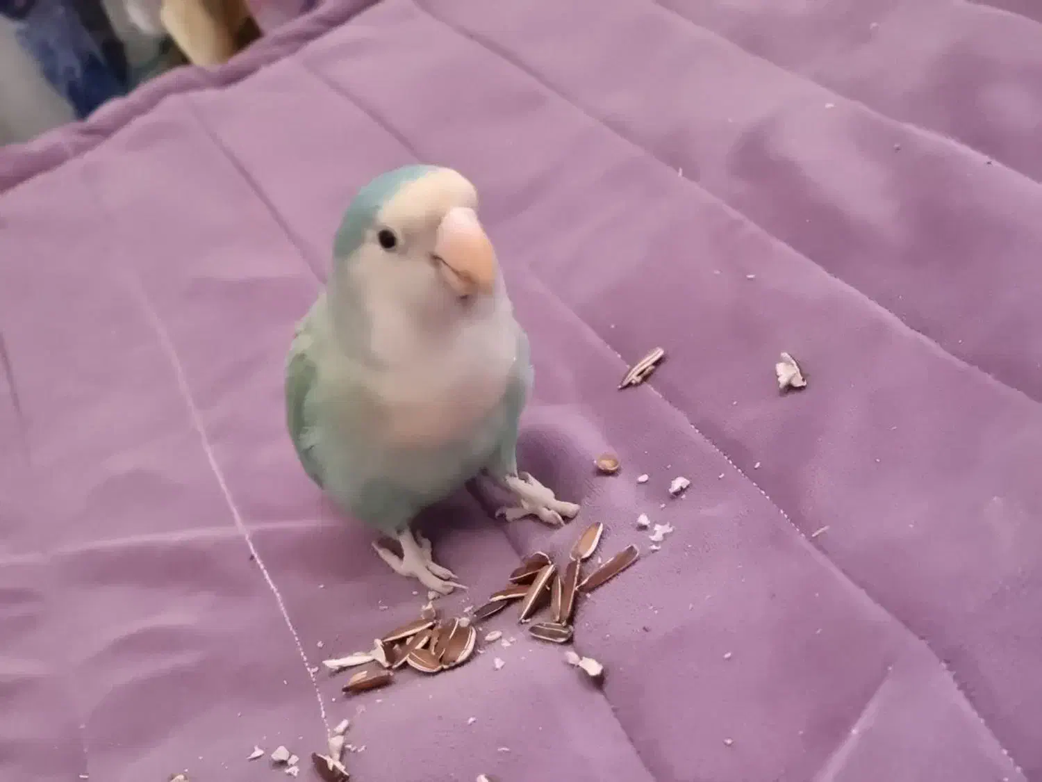 کوتوله وایت فیس|پرنده|مشهد, کوشش|دیوار