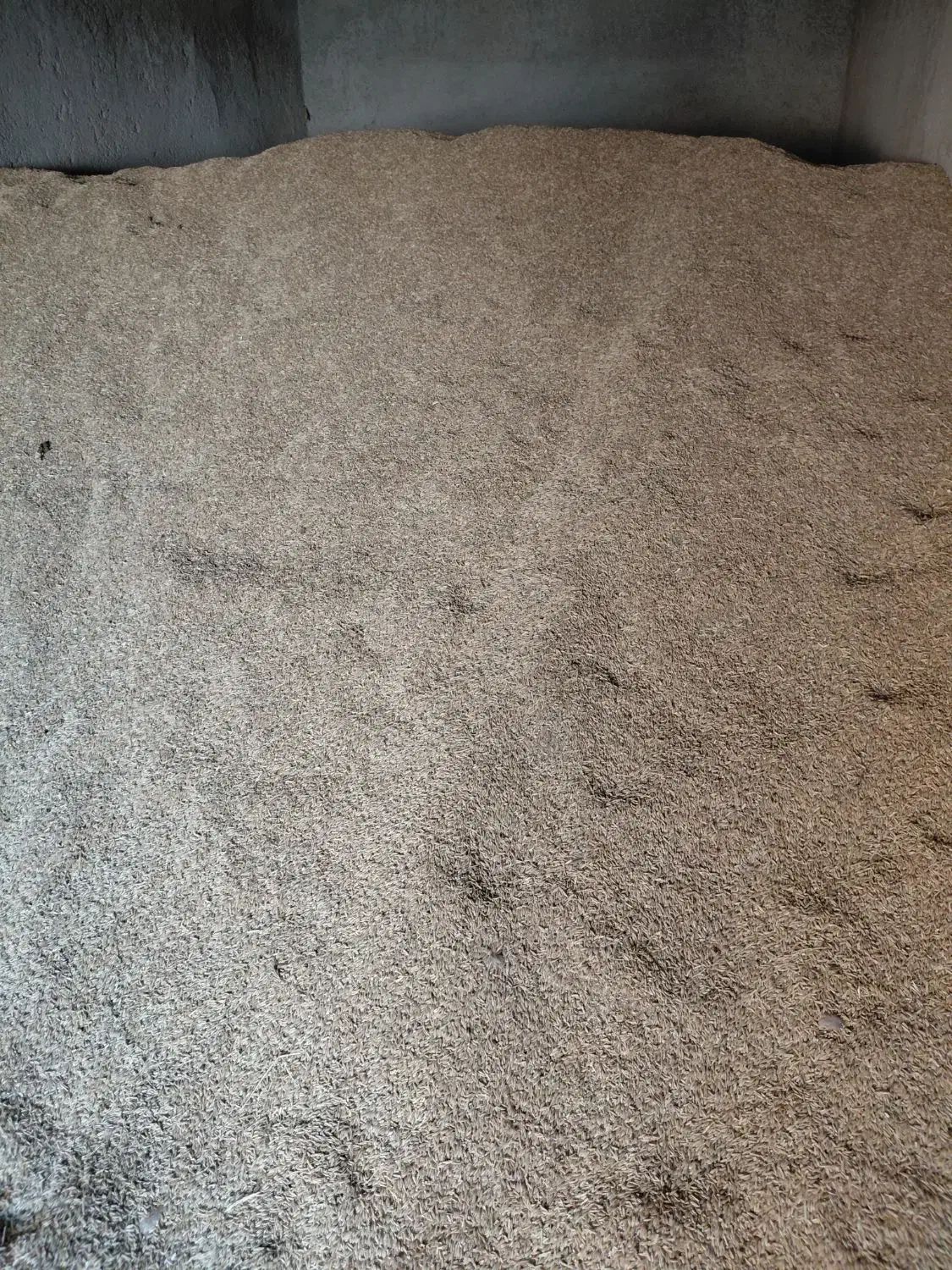 جو بزری|خدمات باغبانی و درختکاری|کبودرآهنگ, |دیوار